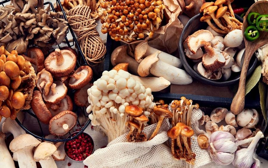 Diversité de champignons aux propriétés médicinales