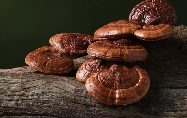 Reishi, le champignon adaptogène anti-stress par excellence